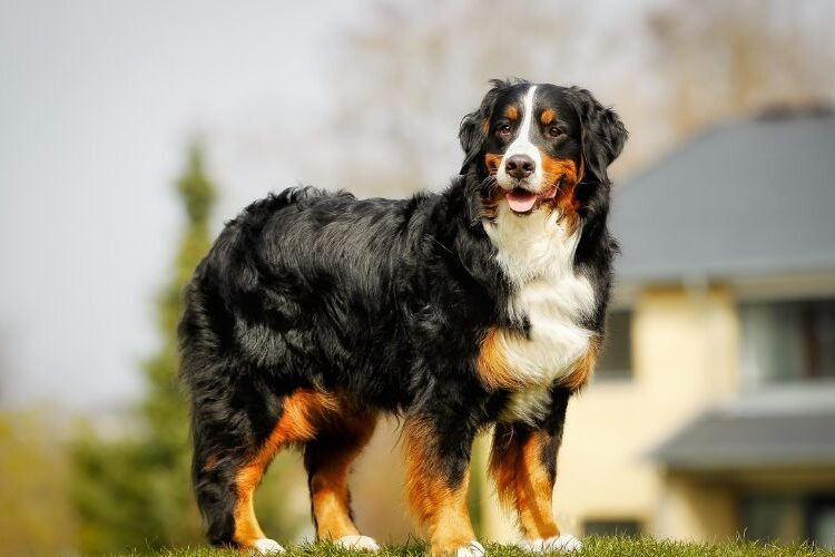 How to Rehome Your Dog Near You in Australia (Free and Fast)