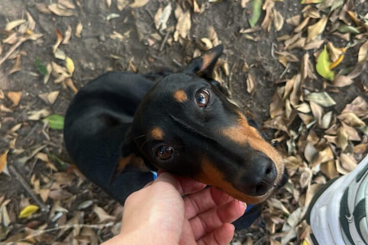 Pets Australia – Buy and Sell Pets in Australia