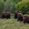 Pure-bred Chocolate Labrador puppies