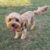Cavoodle Male Apricot