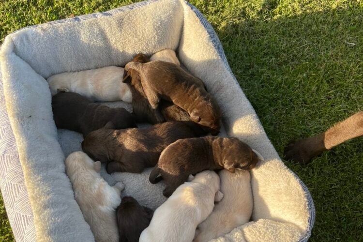 Pets Australia – Buy and Sell Pets in Australia