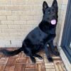 PUREBRED GERMAN SHEPHERD PUPPY – 8 MONTHS OLD, OVER 30KG