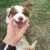 Australian Shepherd  Puppy