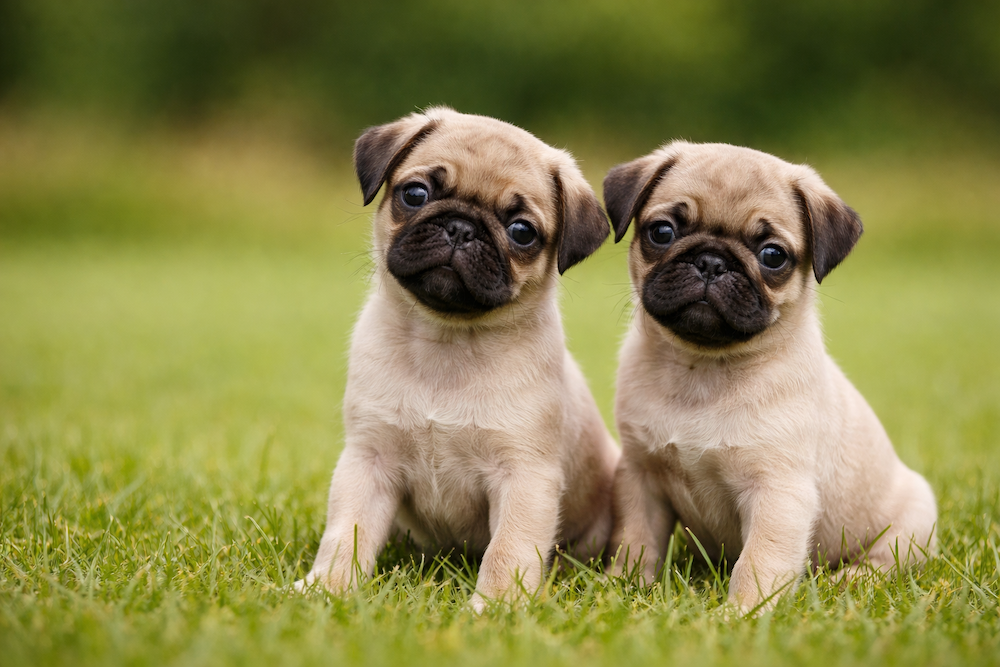 Pugador Puppies for Sale