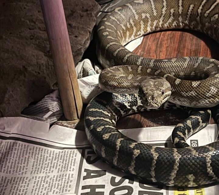 Python Pet Home Coastal carpet python – Pets Australia