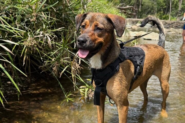Pets Australia – Buy and Sell Pets in Australia