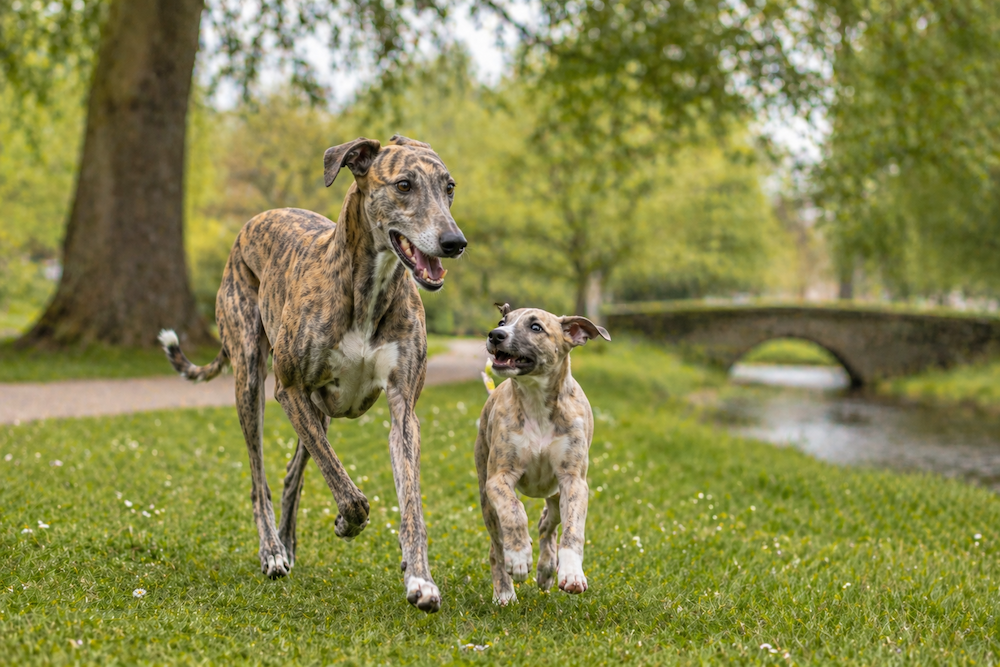 Lurcher for sale