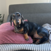 Male 2yrs old miniature dachshund for re-home