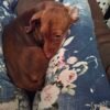 5 month old mini dashund