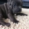 KC Reg Blue Staffy Girl Pup – 3 Month Old