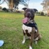 Dog Free to Right Home!