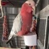 Male Galah