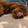 Cavoodle in need of new family