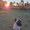 Rehoming Dog