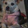 Jack Russell terrier cross