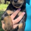 Australian Kelpie