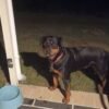 purebred rottweiler